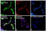 GFP Antibody in Immunocytochemistry (ICC/IF)