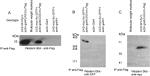 Myc Tag Antibody in Western Blot (WB)