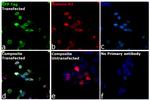 GFP Antibody in Immunocytochemistry (ICC/IF)