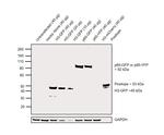 GFP Antibody in Western Blot (WB)