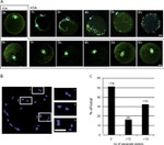 alpha Tubulin Antibody in Immunocytochemistry (ICC/IF)