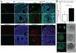 alpha Tubulin Antibody in Immunocytochemistry (ICC/IF)