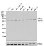 alpha Tubulin Antibody in Western Blot (WB)