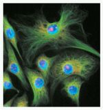 alpha Tubulin Antibody in Immunocytochemistry (ICC/IF)