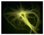 alpha Tubulin Antibody in Immunocytochemistry (ICC/IF)