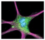 alpha Tubulin Antibody in Immunocytochemistry (ICC/IF)