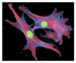 alpha Tubulin Antibody in Immunocytochemistry (ICC/IF)