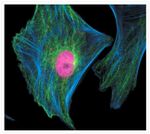 alpha Tubulin Antibody in Immunocytochemistry (ICC/IF)