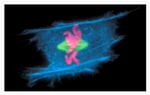 alpha Tubulin Antibody in Immunocytochemistry (ICC/IF)