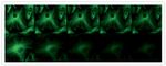 alpha Tubulin Antibody in Immunocytochemistry (ICC/IF)