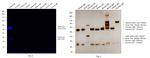 Rabbit IgG (H+L) Highly Cross-Adsorbed Secondary Antibody