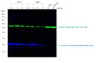 Rabbit IgG (H+L) Highly Cross-Adsorbed Secondary Antibody in Western Blot (WB)