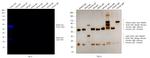 Rabbit IgG (H+L) Highly Cross-Adsorbed Secondary Antibody