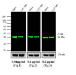 Rabbit IgG (H+L) Highly Cross-Adsorbed Secondary Antibody in Western Blot (WB)