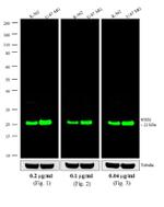 Mouse IgG (H+L) Cross-Adsorbed Secondary Antibody in Western Blot (WB)