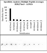 H3K27me3 Antibody in Peptide array (Array)