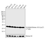 H3K27me3 Antibody in Western Blot (WB)