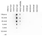 H3K27me3 Antibody in Dot Blot (DB)