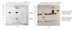 Goat IgG (H+L) Cross-Adsorbed Secondary Antibody in Western Blot (WB)