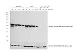 Rabbit IgG (H+L) Highly Cross-Adsorbed Secondary Antibody in Western Blot (WB)