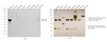 Rabbit IgG (H+L) Highly Cross-Adsorbed Secondary Antibody in Western Blot (WB)