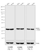 Rabbit IgG (H+L) Highly Cross-Adsorbed Secondary Antibody in Western Blot (WB)