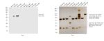 Sheep IgG (H+L) Secondary Antibody in Western Blot (WB)