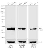 Mouse IgG (H+L) Secondary Antibody in Western Blot (WB)