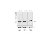 Mouse IgG (H+L) Cross-Adsorbed Secondary Antibody in Western Blot (WB)