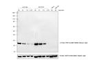 Mouse IgG (H+L) Cross-Adsorbed Secondary Antibody in Western Blot (WB)