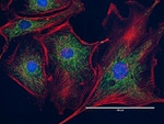 Mouse IgG (H+L) Highly Cross-Adsorbed Secondary Antibody in Immunocytochemistry (ICC/IF)