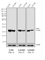 Mouse IgG Fc Cross-Adsorbed Secondary Antibody in Western Blot (WB)