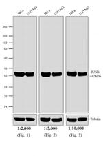 Rabbit IgG Fc Secondary Antibody in Western Blot (WB)