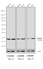 Rabbit IgG Fc Secondary Antibody in Western Blot (WB)