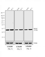 Rabbit IgG Fc Cross-Adsorbed Secondary Antibody in Western Blot (WB)