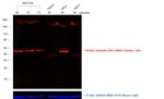 Chicken IgY (H+L) Secondary Antibody in Western Blot (WB)