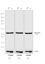 Rat IgG (H+L) Secondary Antibody in Western Blot (WB)