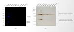 Feline IgG (H+L) Secondary Antibody in Western Blot (WB)