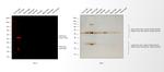 Feline IgG (H+L) Secondary Antibody in Western Blot (WB)