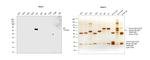 Human IgA Secondary Antibody in Western Blot (WB)