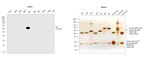 Human IgA Secondary Antibody in Western Blot (WB)