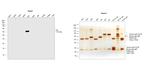 Human IgA Cross-Adsorbed Secondary Antibody in Western Blot (WB)