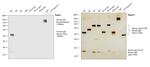 Human IgG Fc Cross-Adsorbed Secondary Antibody in Western Blot (WB)