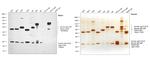 Human IgG, IgM, IgA (H+L) Secondary Antibody in Western Blot (WB)