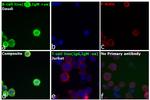 Human IgG, IgM, IgA (H+L) Secondary Antibody in Immunocytochemistry (ICC/IF)