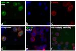 Human IgG, IgM, IgA (H+L) Secondary Antibody in Immunocytochemistry (ICC/IF)