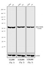 Rat IgG (H+L) Secondary Antibody in Western Blot (WB)