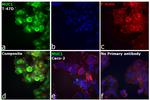 Human IgG (H+L) Secondary Antibody in Immunocytochemistry (ICC/IF)