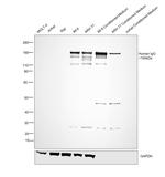 Human IgG (H+L) Secondary Antibody in Western Blot (WB)