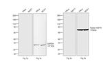 Human IgG (H+L) Secondary Antibody in Western Blot (WB)